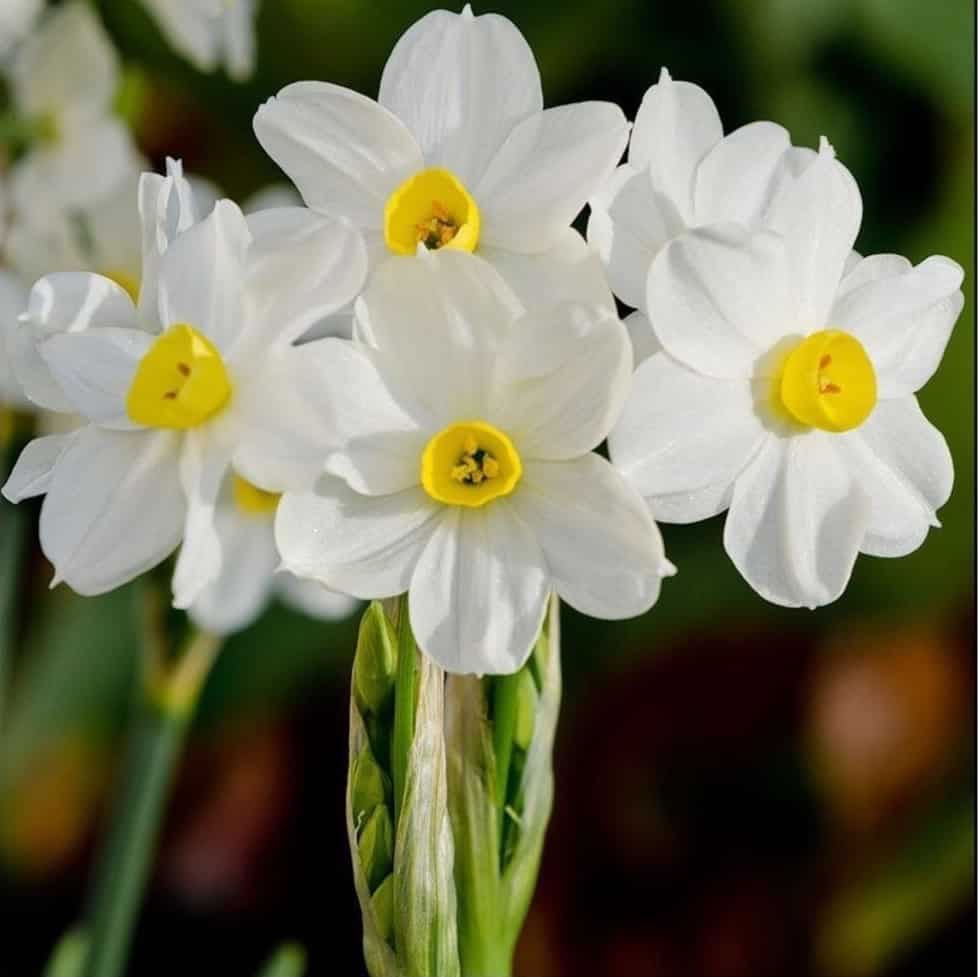HÌnh hoa thủy tiên trắng